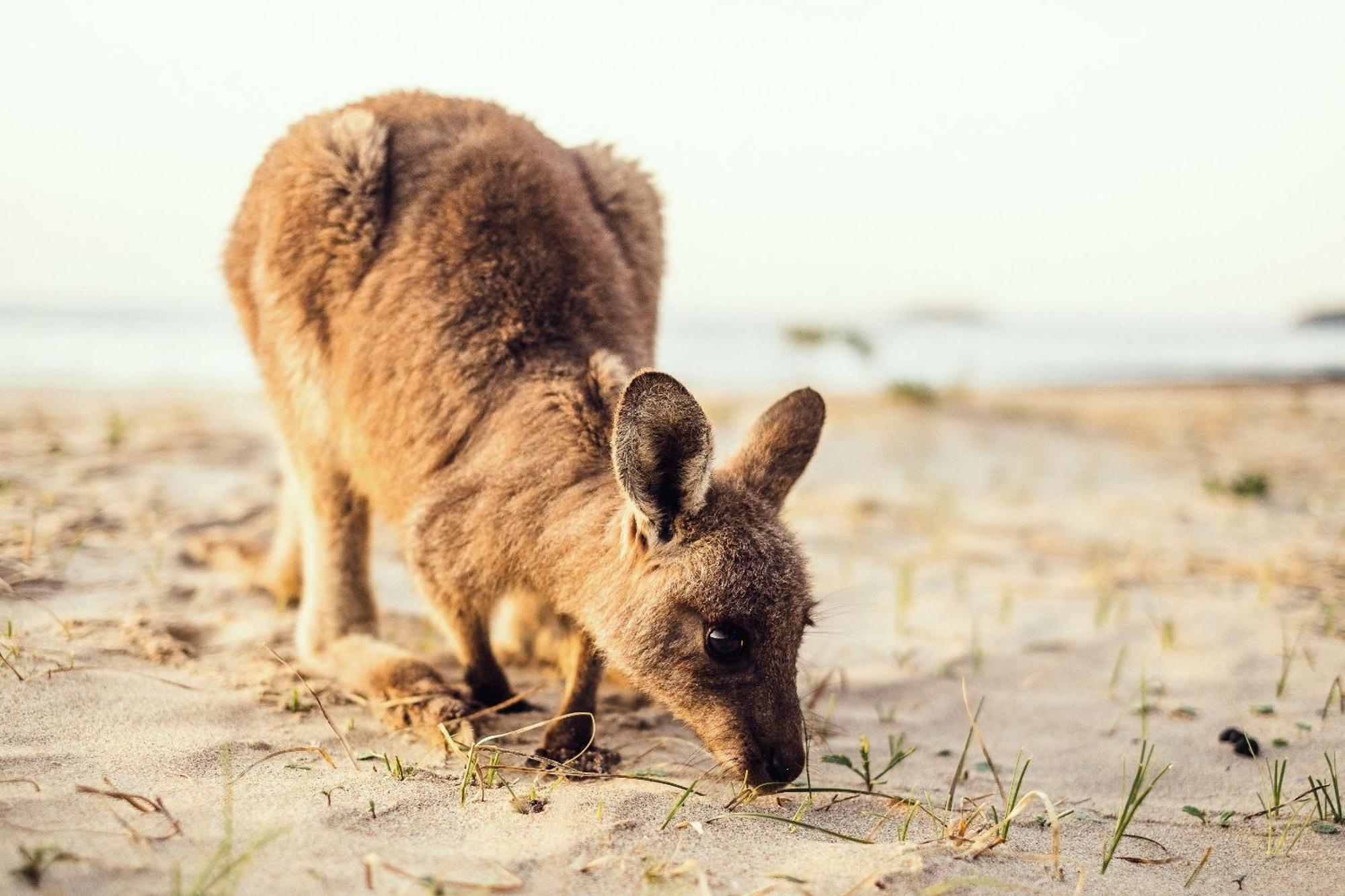 Pebbly Beach Escape East Lynne Exteriér fotografie